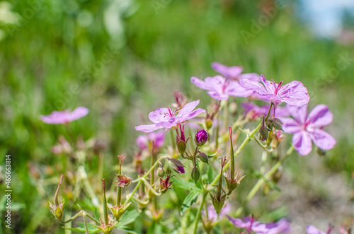 flowers in the field