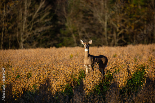 White-tailed deer doe (odocoileus virginianus) standing in a Wisconsin soybean f Fototapet