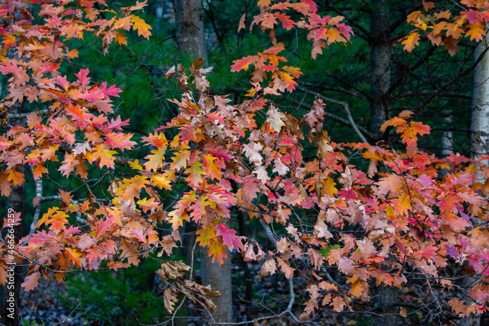 Colorful, Wisconsin oak branches in autumn