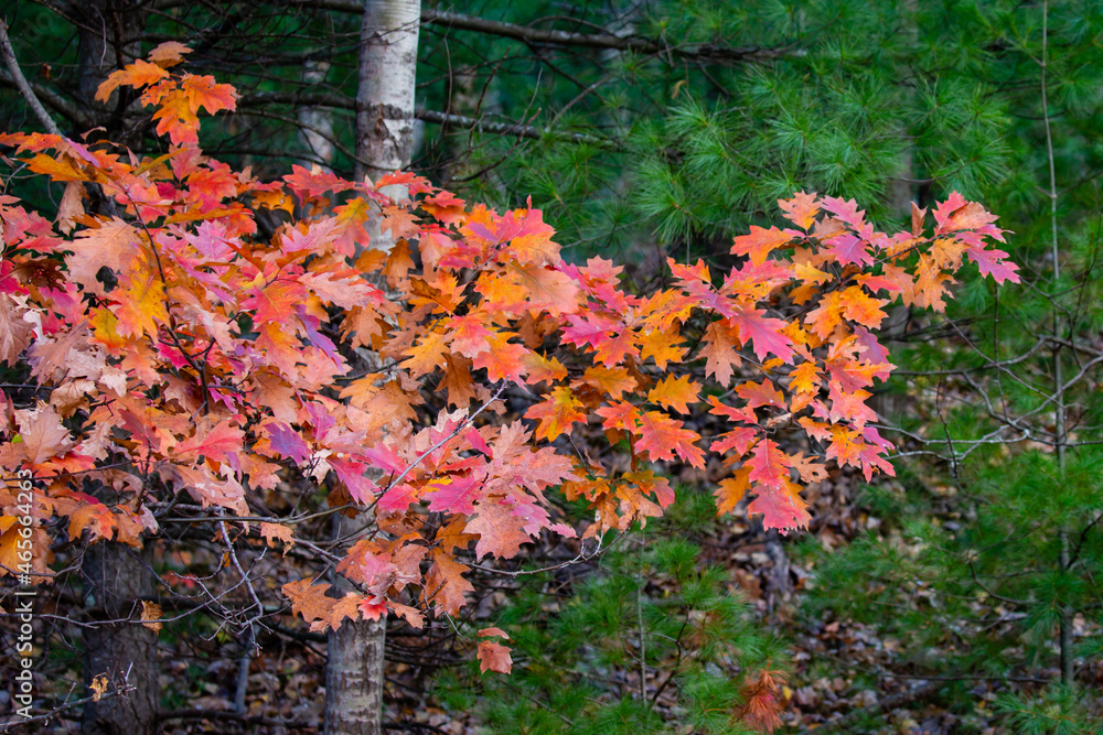 Colorful, Wisconsin oak branches in autumn Colorful, Wisconsin oak branches in autumn