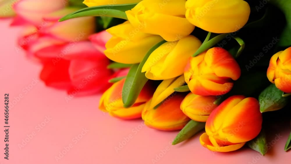 Tulips flowers. Yellow and red tulips bouquet on a light pink background. Floral background.International Women's Day, Mother's Day festive background. 4k footage Tulips flowers. Yellow and red tulips bouquet on a light pink background. Floral background.International Women's Day, Mother's Day festive background. 4k footage