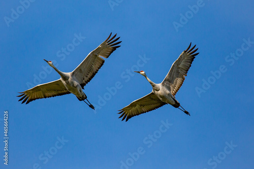 Two Sandhill Crane  Grus canadensis  flying in a Wisconsin blue sky