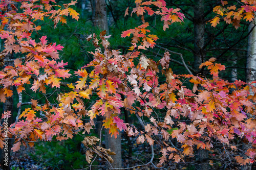 Colorful, Wisconsin oak branches in autumn