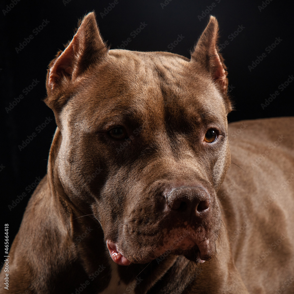 chocolate pit bull on a black background close-up