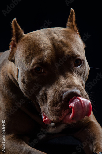 chocolate pit bull on a black background close-up
