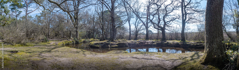 Riverside walk in the new forest woodland in winter