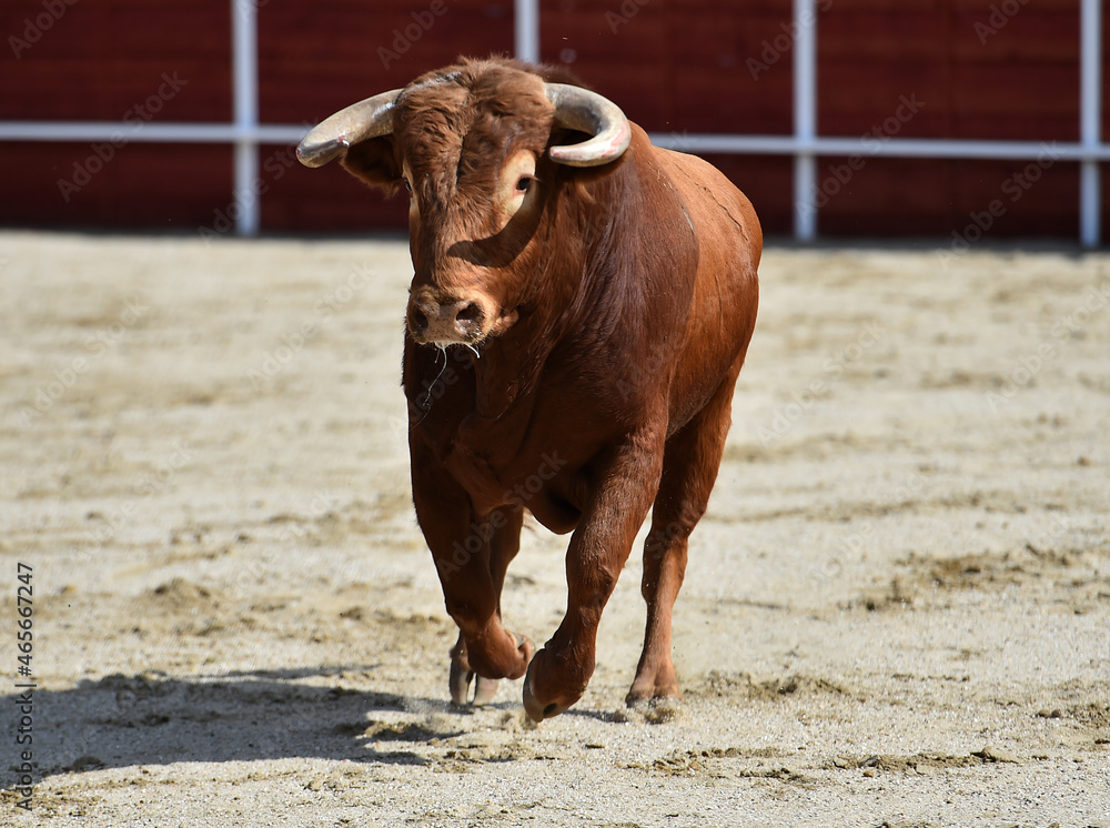 toro español con grandes cuernos en una plaza de toros durante un espectaculo taurino toro español con grandes cuernos en una plaza de toros durante un espectaculo taurino