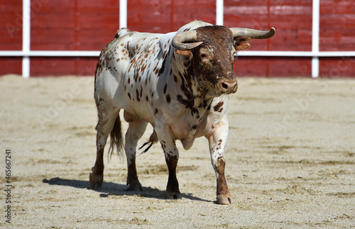 toro español con grandes cuernos en una plaza de toros durante un espectaculo taurino