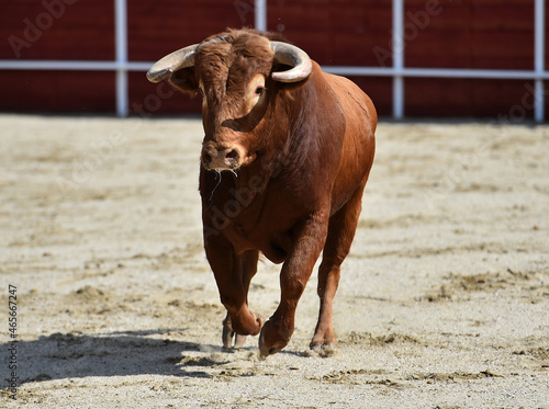 toro español con grandes cuernos en una plaza de toros durante un espectaculo taurino