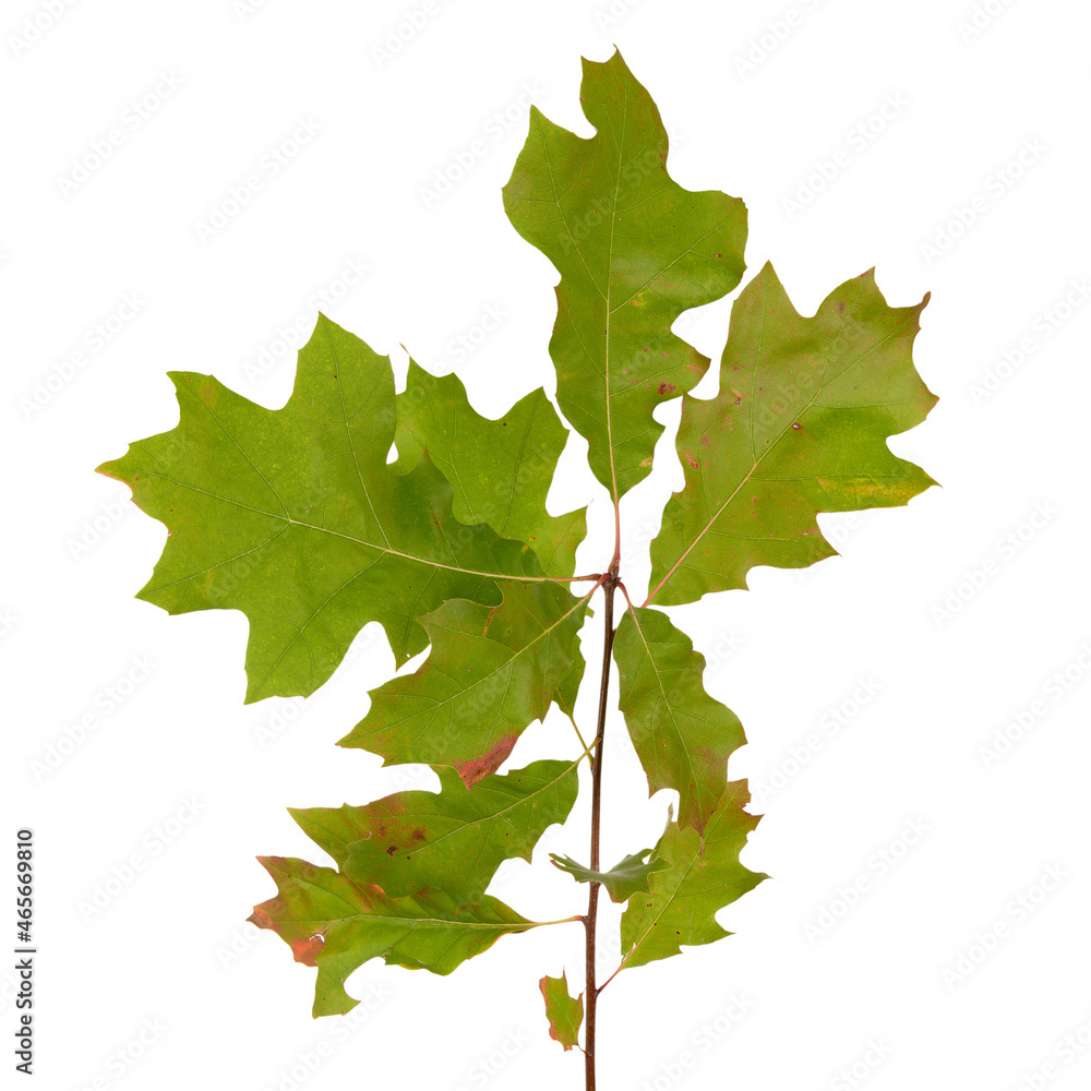 Fototapeta premium Quercus rubra