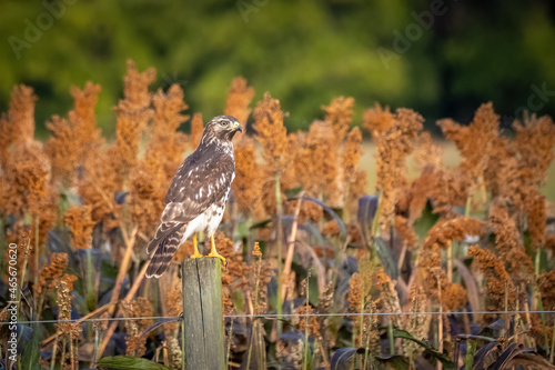 A Red-shouldered Hawk (Buteo lineatus) scouts for little critters in the mature sorghum in early Fall. Raleigh, North Carolina.