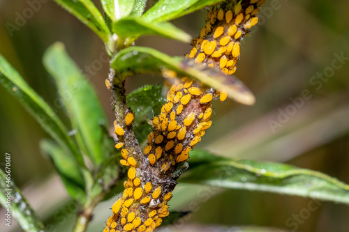 Oleander aphids (Aphis nerii). Raleigh, North Carolina.
