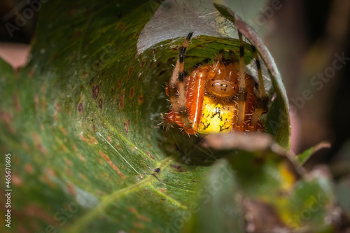 Marbled Orbweaver spider (Araneus marmoreus) tucked away in her retreat made from a rolled leaf. Raleigh, North Carolina. photo