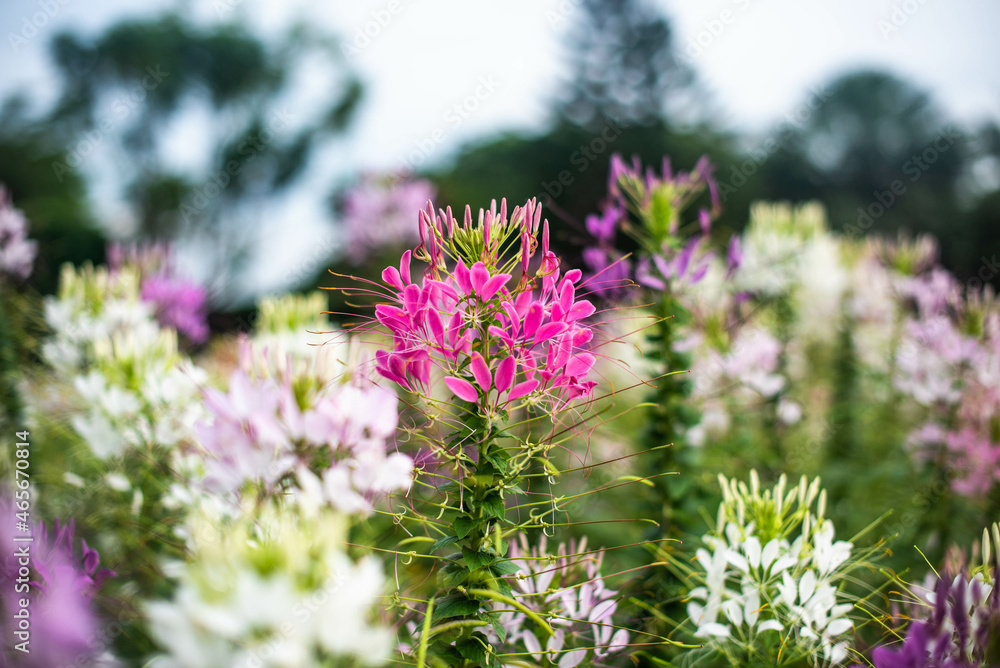 Obraz premium Pink and white flowers are blooming in the outdoor garden.