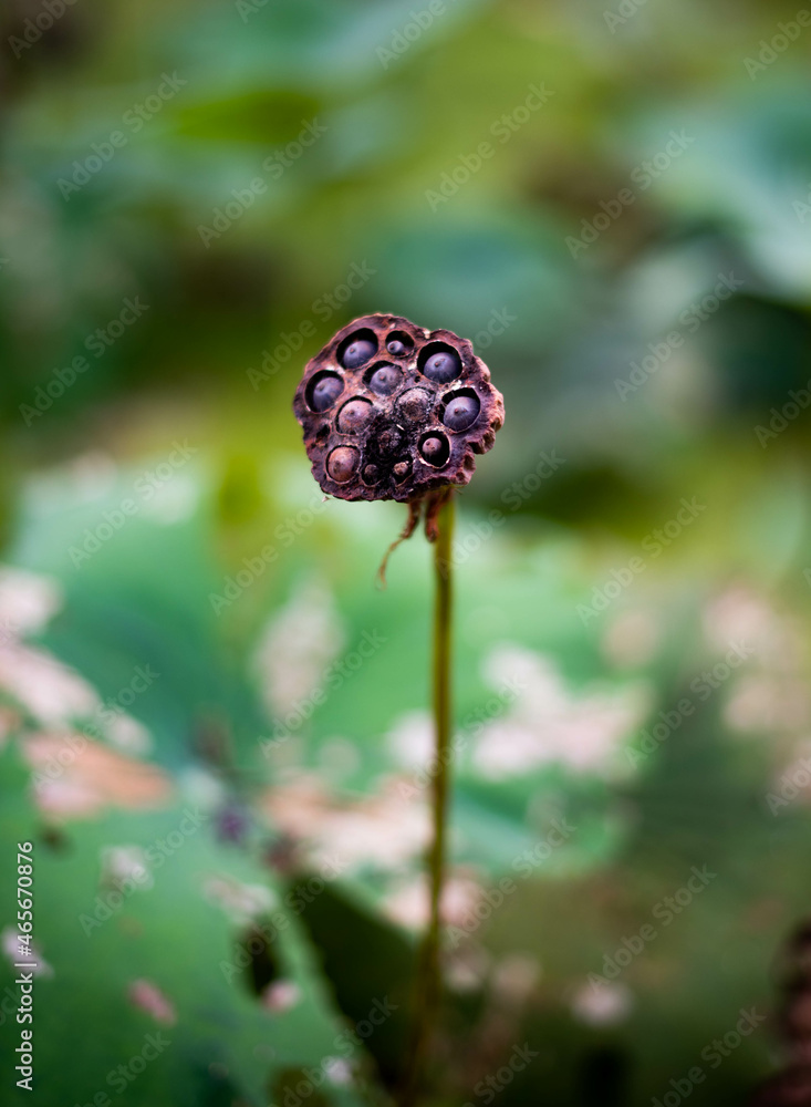 A stalk of a lotus seed that dries up in a swamp. A stalk of a lotus seed that dries up in a swamp.