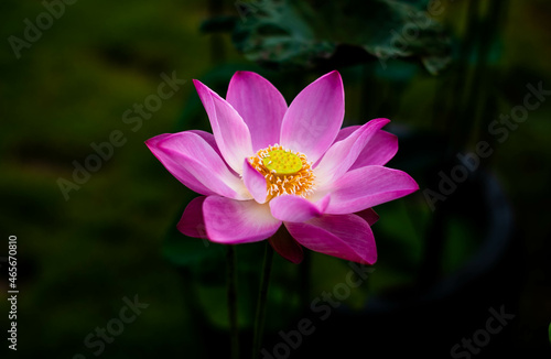 Pink lotus flowers are blooming in the outdoor water garden.