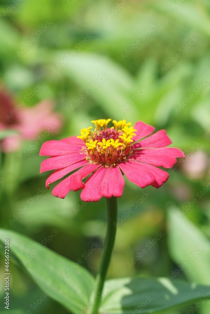 Obraz premium pink zinnia flower in nature garden