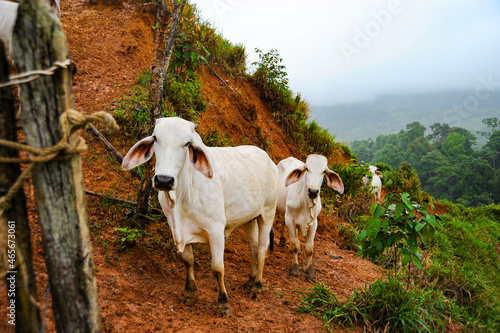 White Zebu cattle walking in line on a Costa Rican hillside.