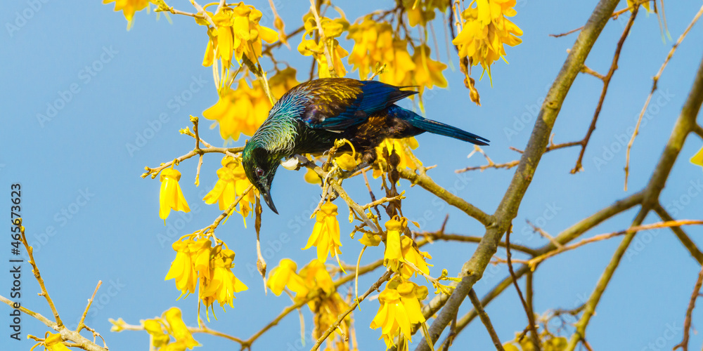 Native iridescent sales