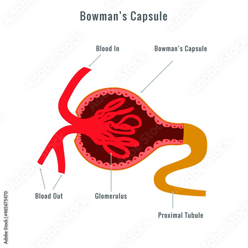 Bowman’s capsule vector image, Glomerulus Bowman's capsule photo
