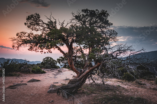Lonely tree with beautiful views of Black Gunnison Canyon  Colorado
