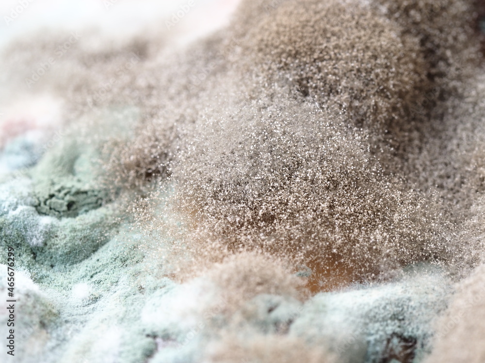 fungal mildew on a rotting watermelon close-up