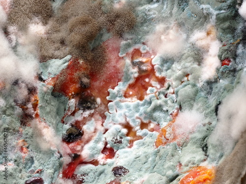 fungal mildew on a rotting watermelon close-up