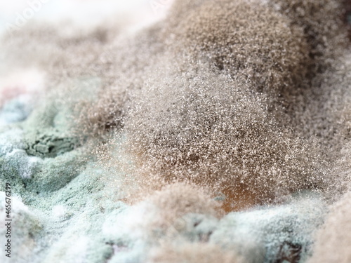 fungal mildew on a rotting watermelon close-up