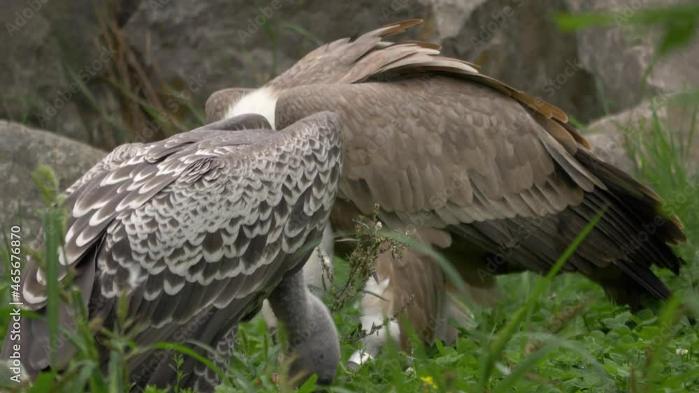 Two White-backed Vultures (Gyps africanus) feasting on a dead carcass. Two White-backed Vultures (Gyps africanus) feasting on a dead carcass.