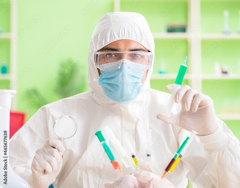 Lab assistant testing GMO chicken Lab assistant testing GMO chicken