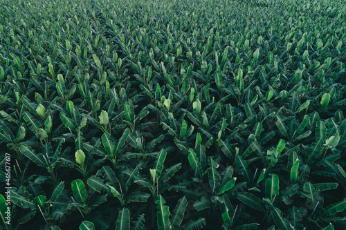 Aerial view of banana trees growing at field