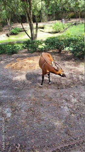 Antelope at the zoo