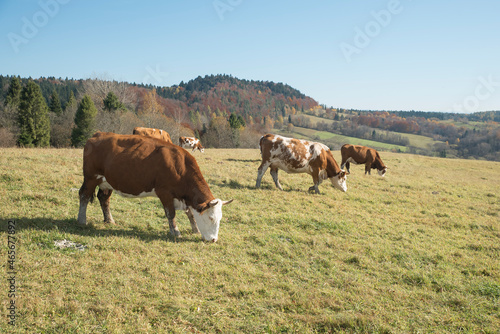 pastwisko z krowami