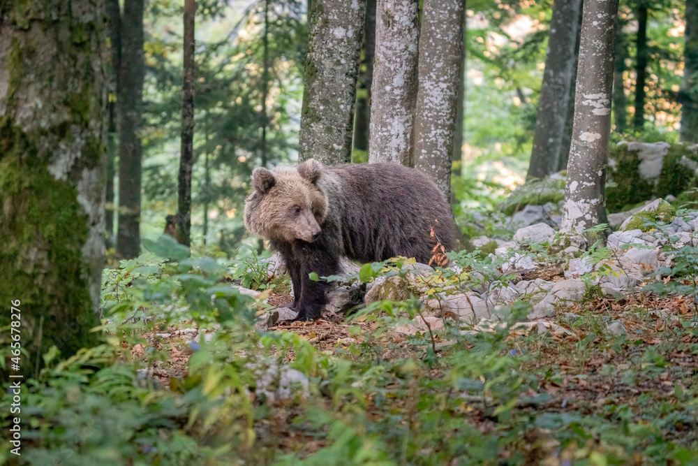 Wild Brown Bear (Ursus arctos) . Natural habitat. Slovakia Wild Brown Bear (Ursus arctos) . Natural habitat. Slovakia