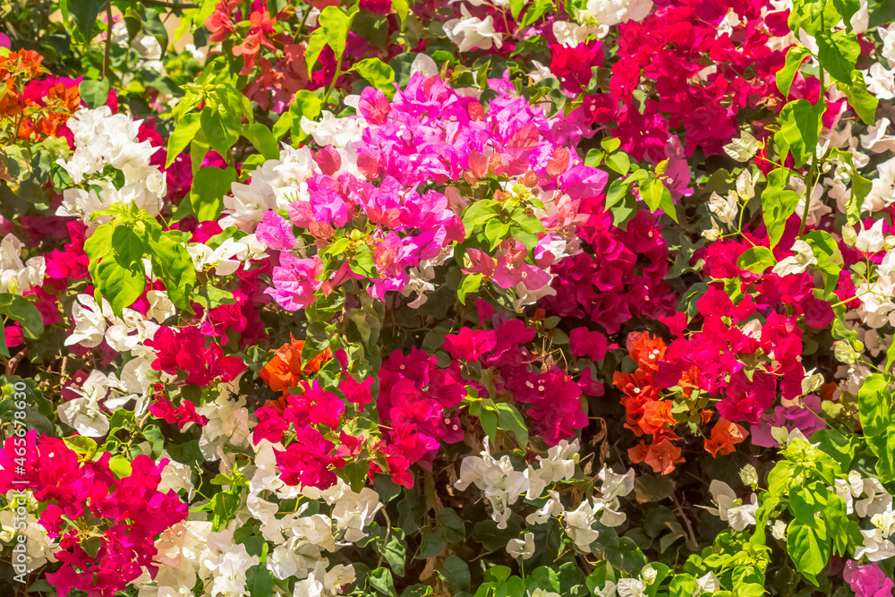 Bosquet de bougainvillées 