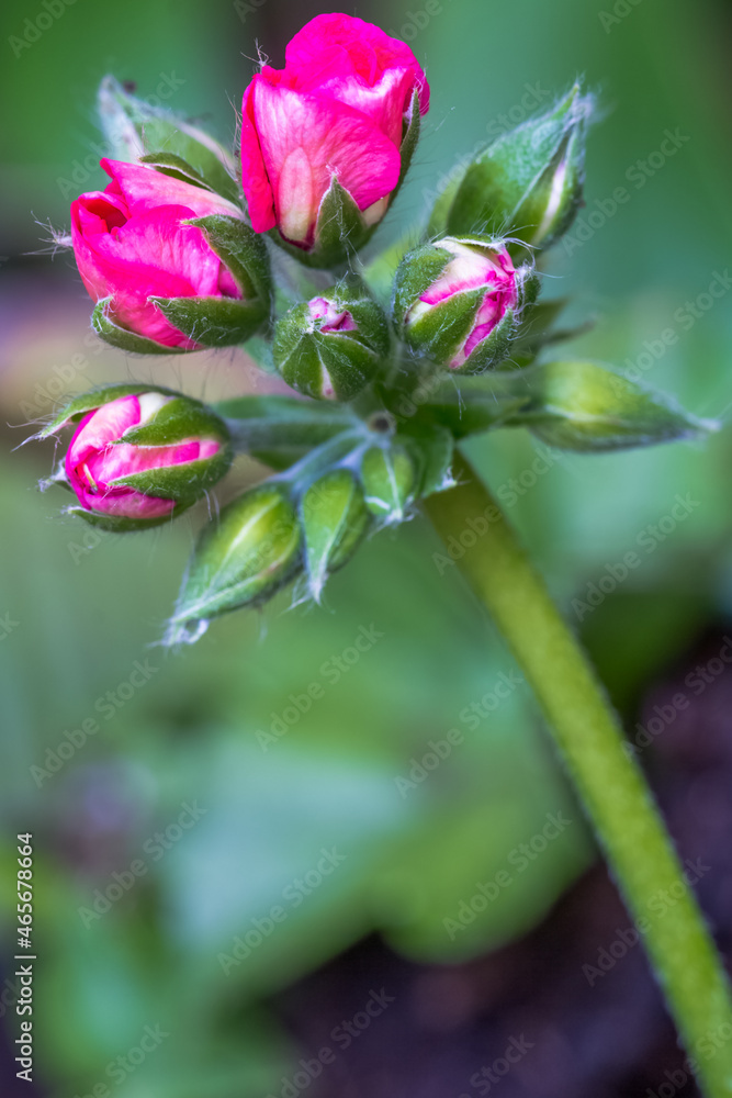 Boutons floraux de pélargonium Boutons floraux de pélargonium