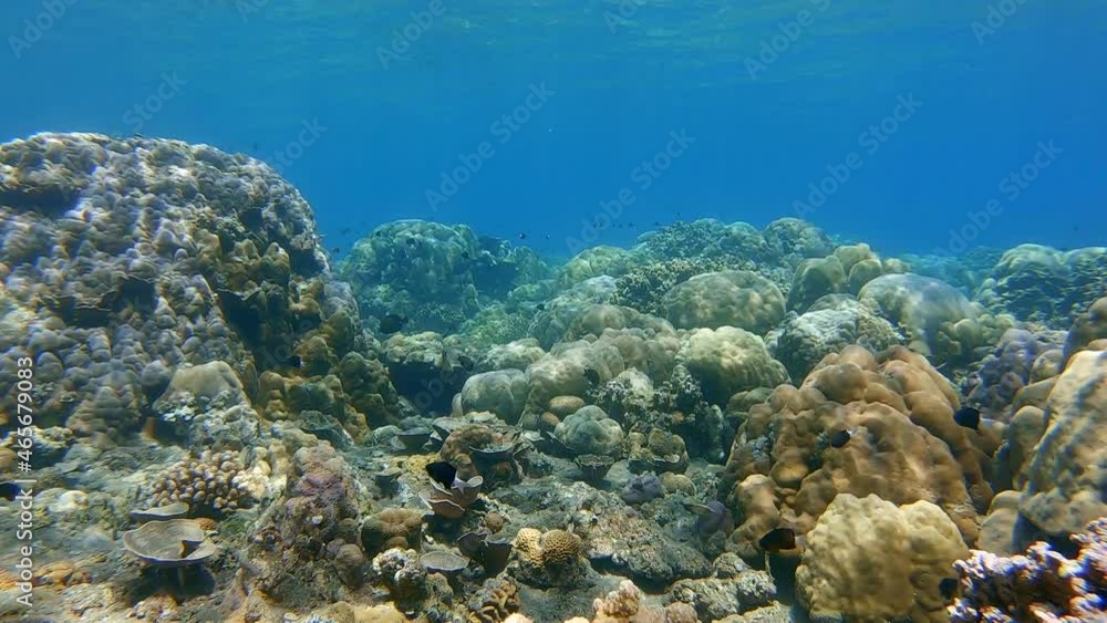 Hard coral reef scene in shallow water with light and shadows dancing in the colorful coral. UHD 60fps Hard coral reef scene in shallow water with light and shadows dancing in the colorful coral. UHD 60fps