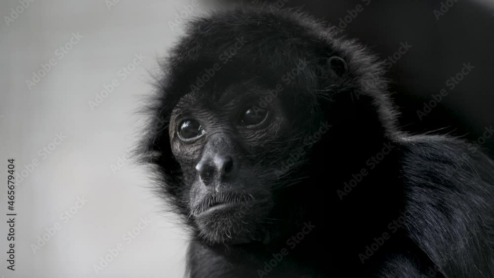 Close-up portrait of a cute Spider monkey (genus Ateles) against a white background. Close-up portrait of a cute Spider monkey (genus Ateles) against a white background.