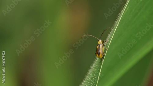 Western corn rootworm sitting on leaf of corn plant then flying away photo