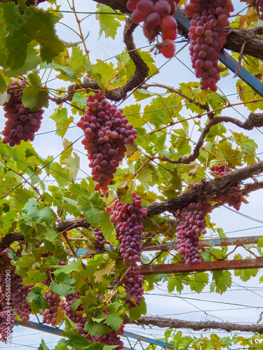grapes vitis vinifera ripe autumn  in greece