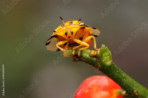 An Aspidomorpha miliaris beetle is foraging in bushes.  photo