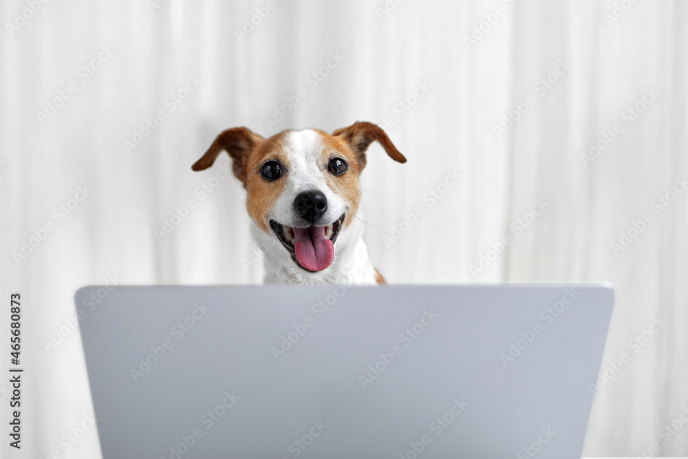 Cute funny Jack Russell Terrier dog with happy face siting near open laptop against white drapery in studio