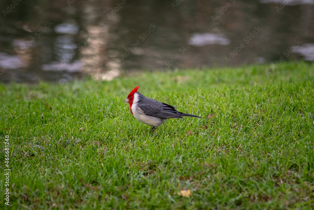 Bright Crimson Cardinal Isolated on grass background Bright Crimson Cardinal Isolated on grass background