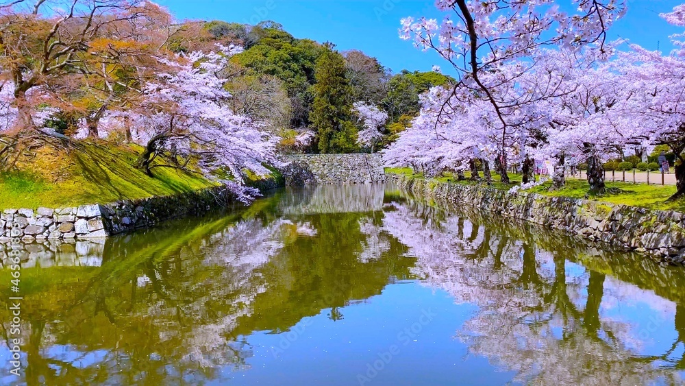 日本の国宝・桜花の彦根城の城郭「御堀と桜」