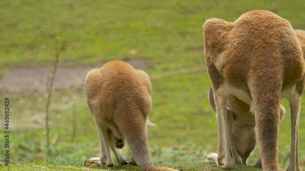 Two beautiful Red Kangaroos (Osphranter rufus) standing on a green lush meadow in Australia. Two beautiful Red Kangaroos (Osphranter rufus) standing on a green lush meadow in Australia.