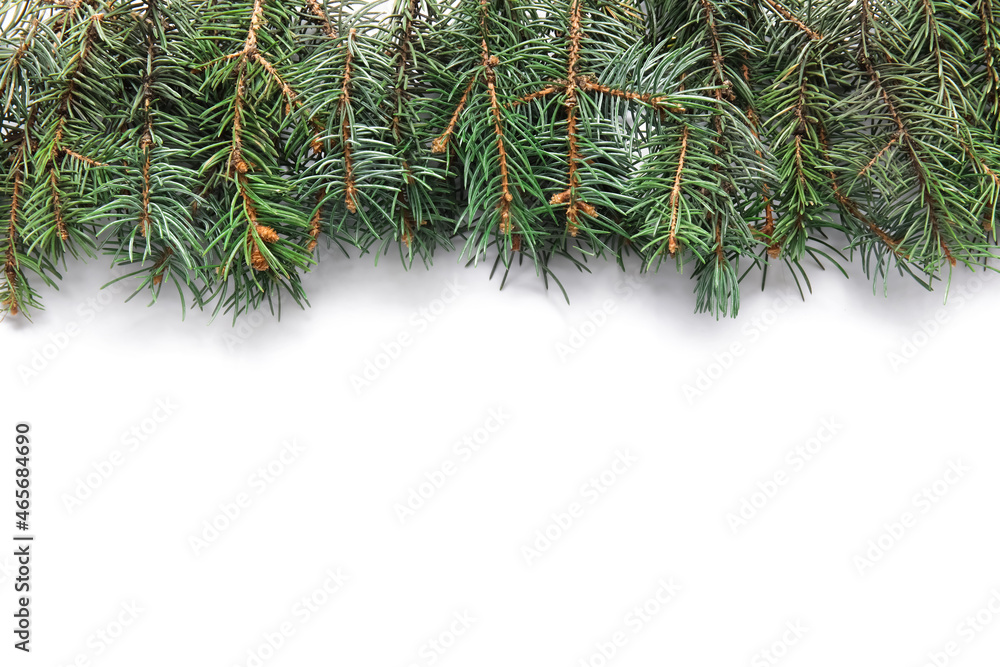 Christmas fir branches on white background