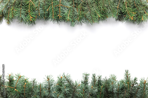 Fototapeta Christmas fir branches on white background