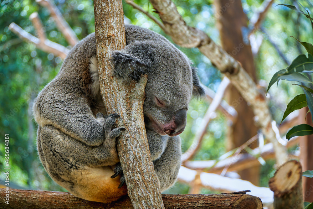 Fototapeta premium Koala hanging on to a eucalyptus branch