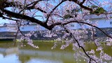 春の彦根城（二の丸・佐和口多聞櫓）と桜の花