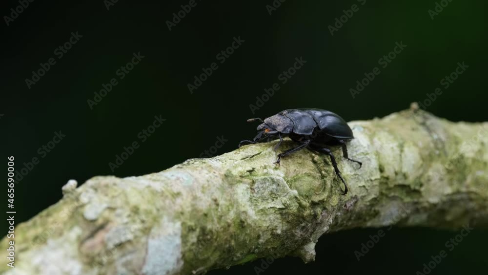 Dark green bokeh background, perched on a branch while moving its antennae and body subtlety; Stag Beetle, Hexarthrius nigritus Sundayrainy, Khao Yai National Park, Thailand. Dark green bokeh background, perched on a branch while moving its antennae and body subtlety; Stag Beetle, Hexarthrius nigritus Sundayrainy, Khao Yai National Park, Thailand.